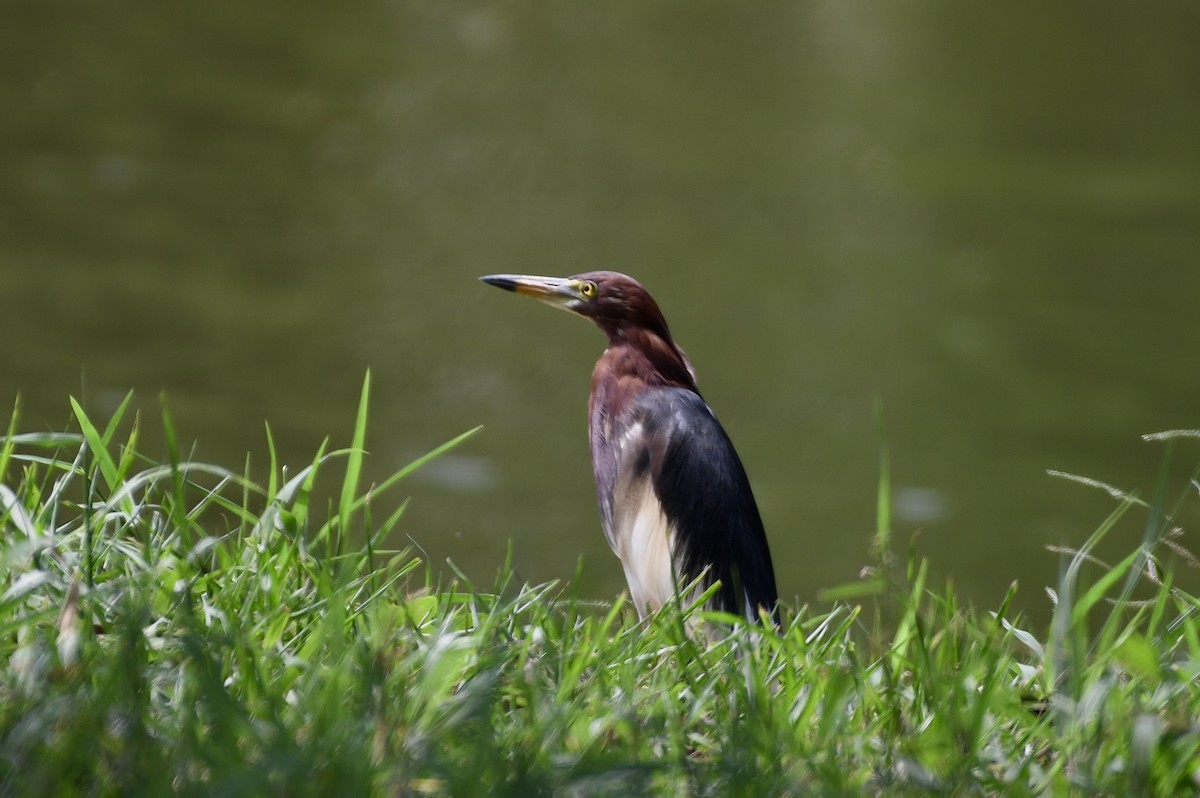 Chinese Pond-Heron - ML425079341