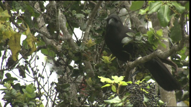 Hawaiian Crow - ML425080