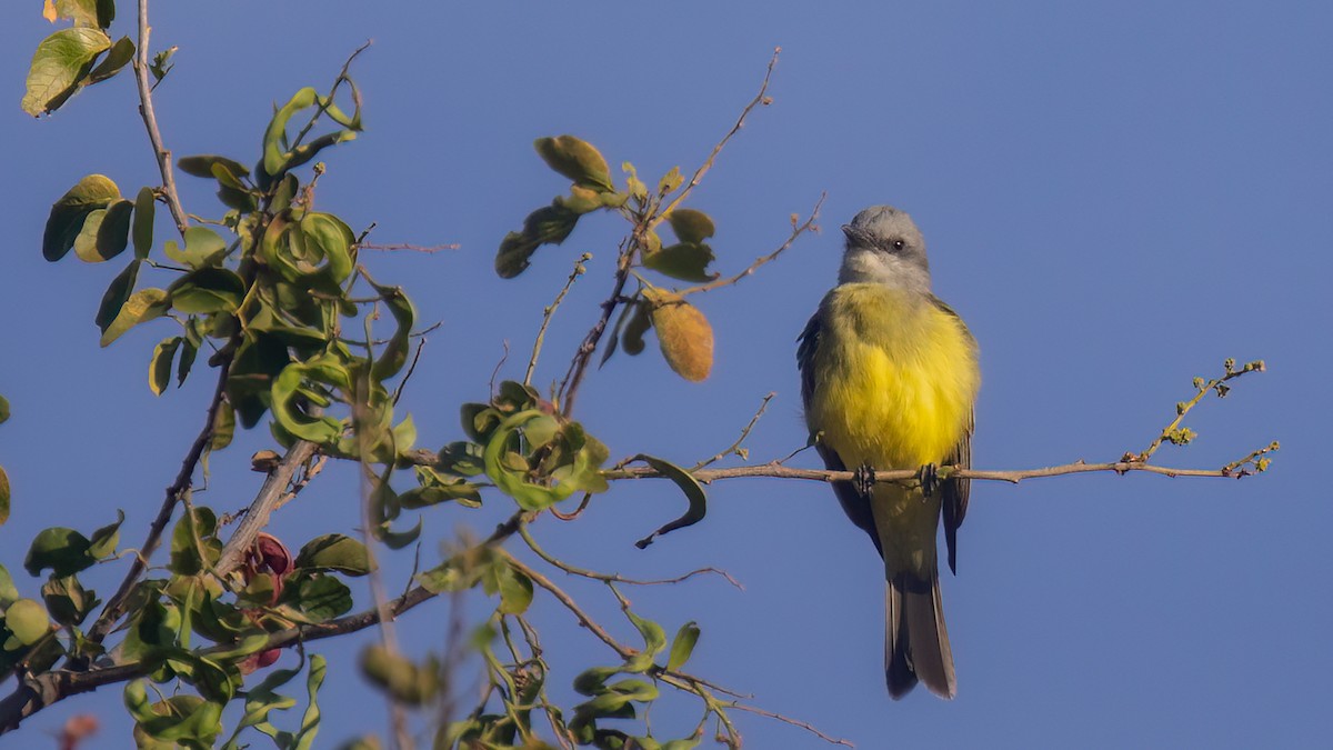 Tropical Kingbird - ML425080271