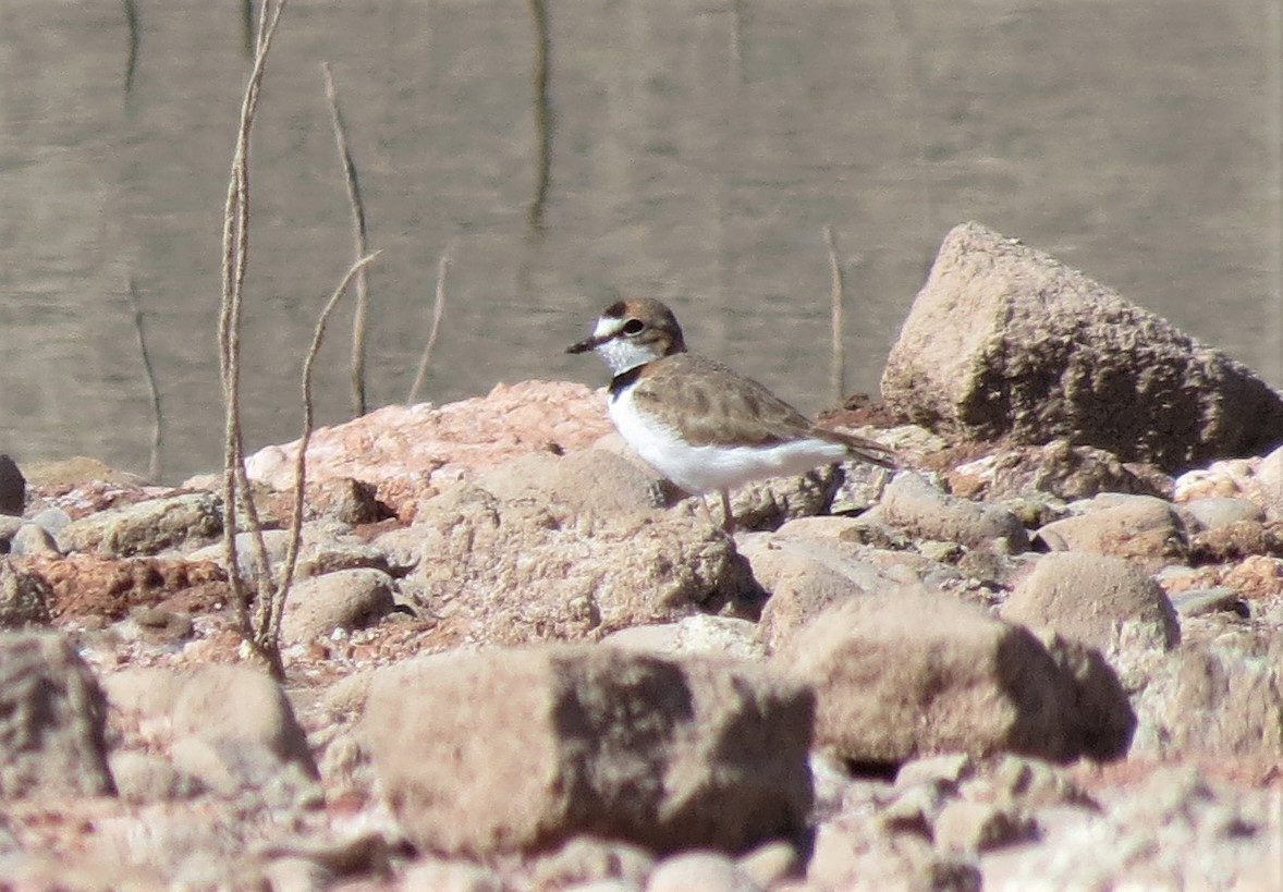 Collared Plover - ML425080501