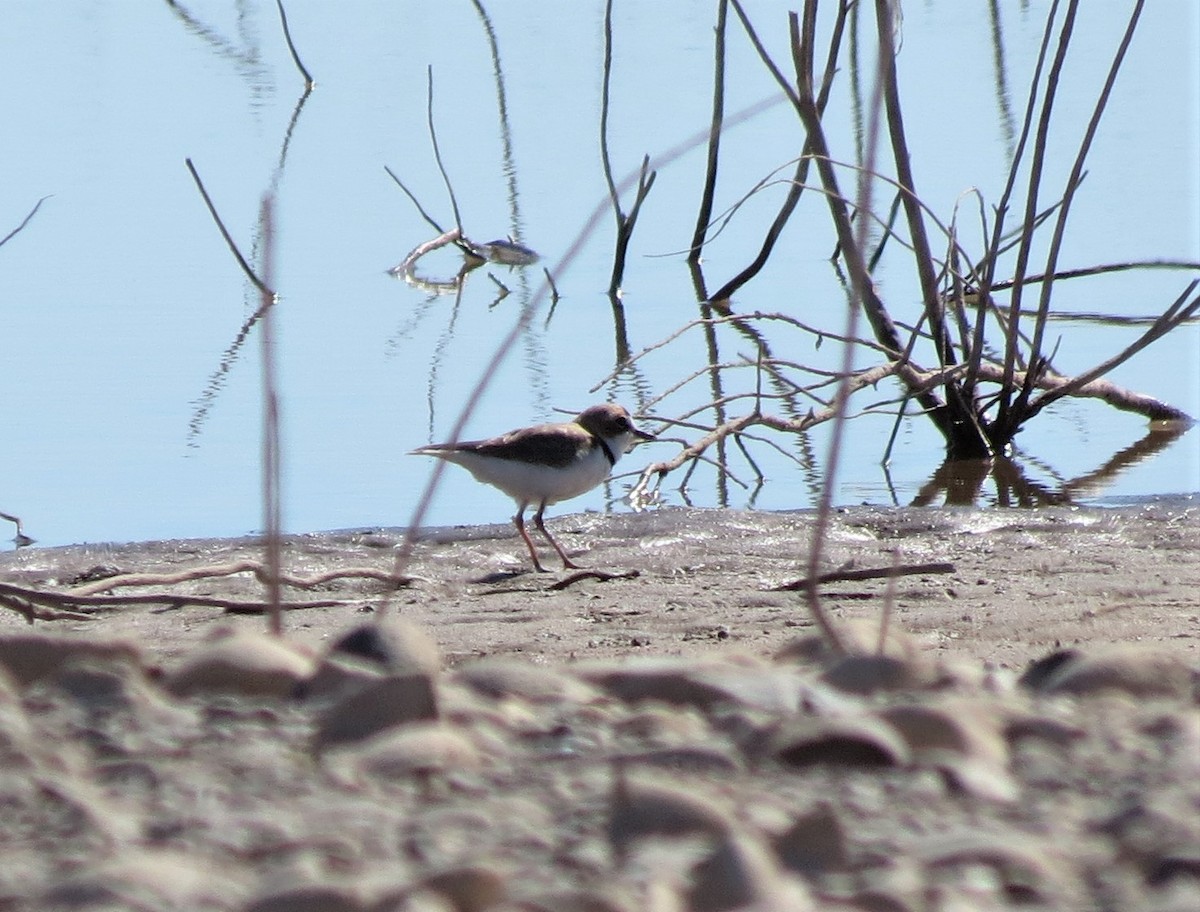 Collared Plover - ML425080511