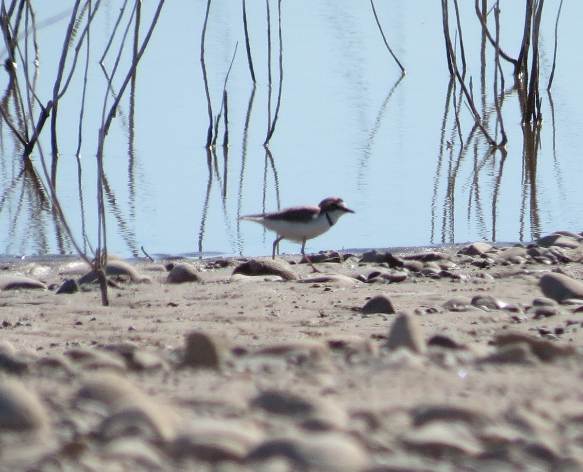 Collared Plover - ML425080521