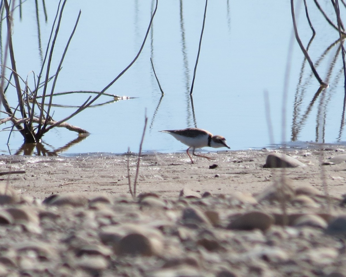 Collared Plover - ML425080531