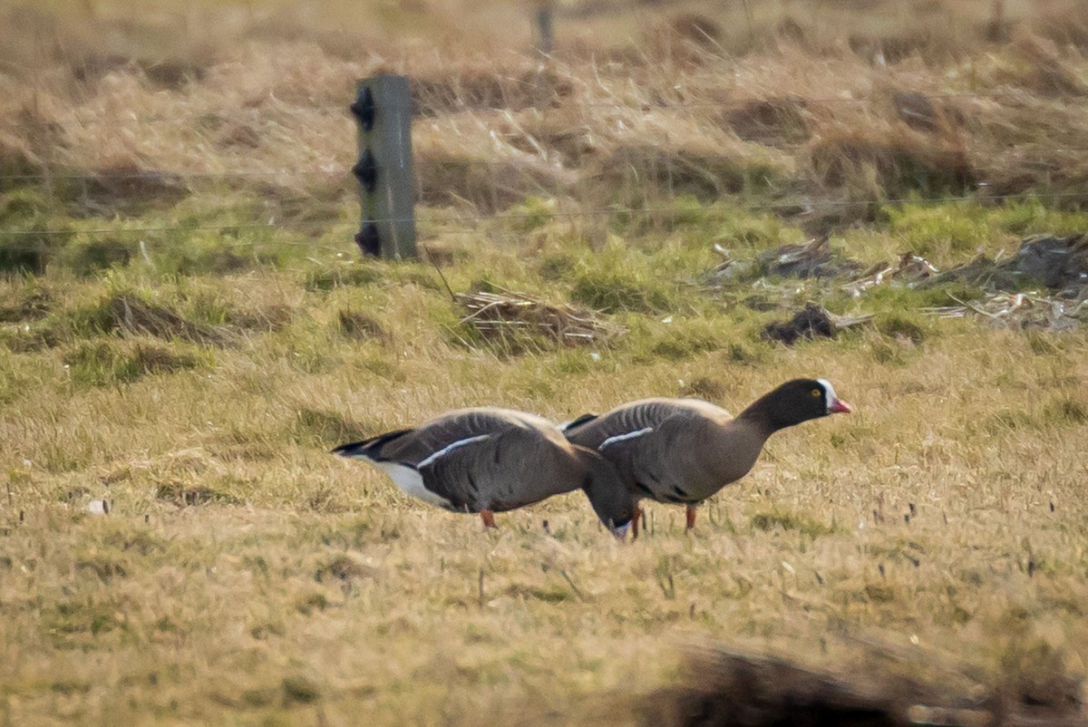 Lesser White-fronted Goose - ML425082211