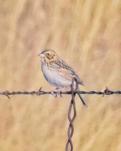 Baird's Sparrow - ML425082391