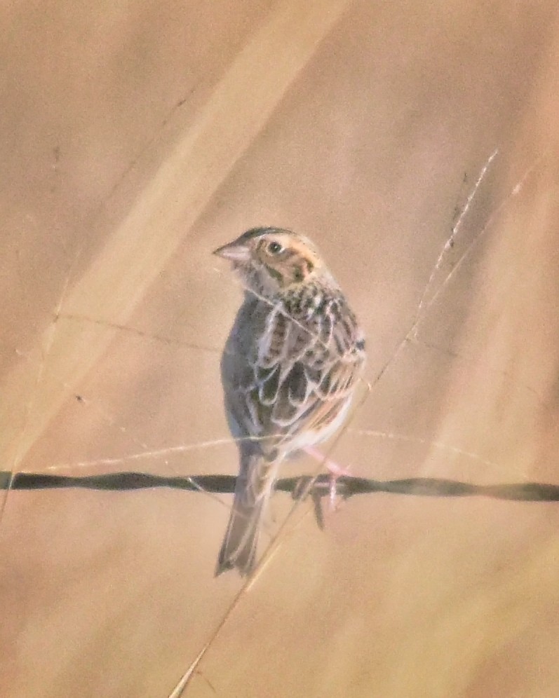 Baird's Sparrow - ML425082401