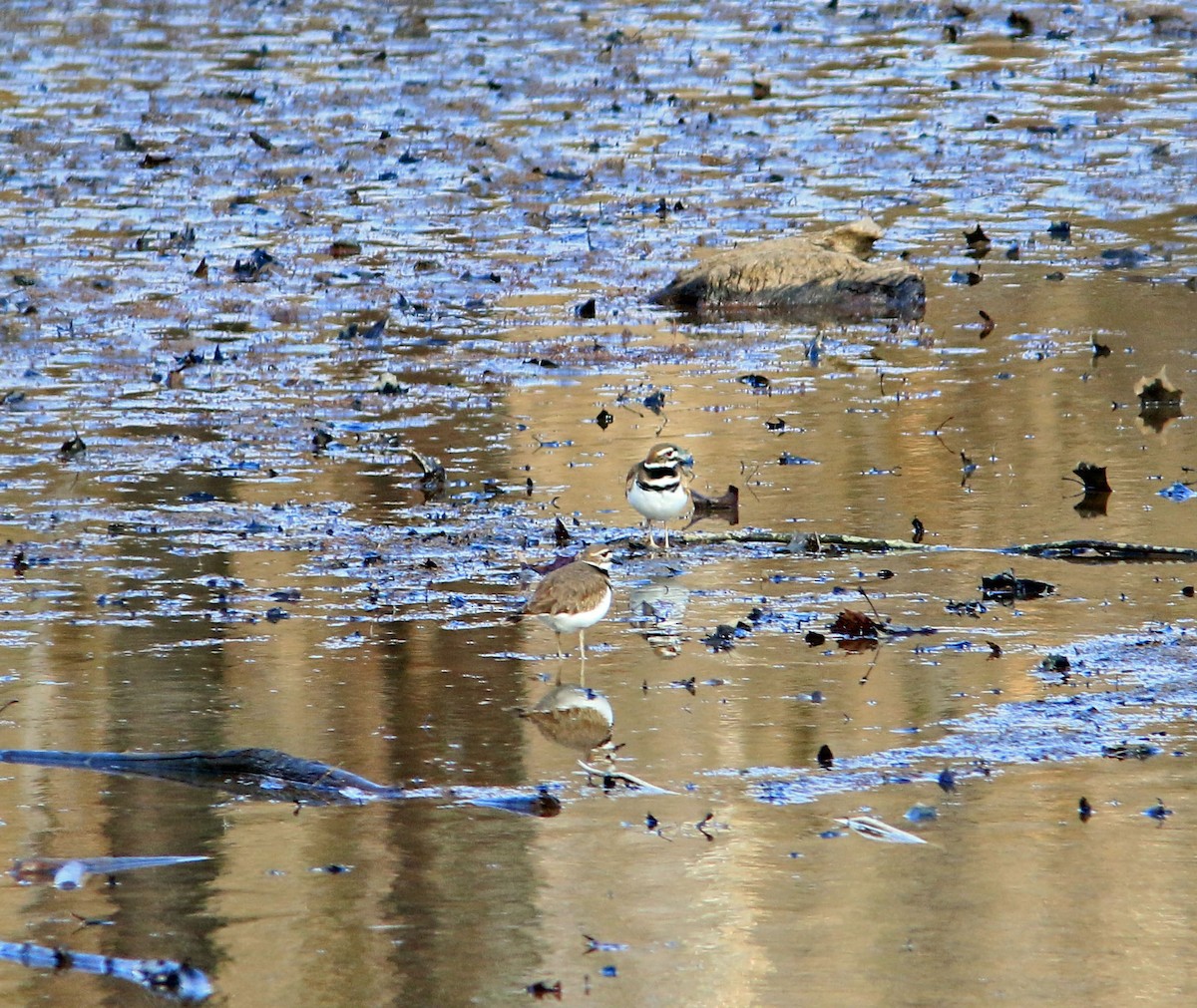 Killdeer - ML425082871