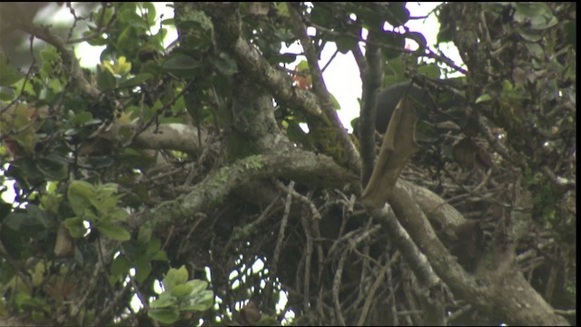 Hawaiian Crow - ML425084