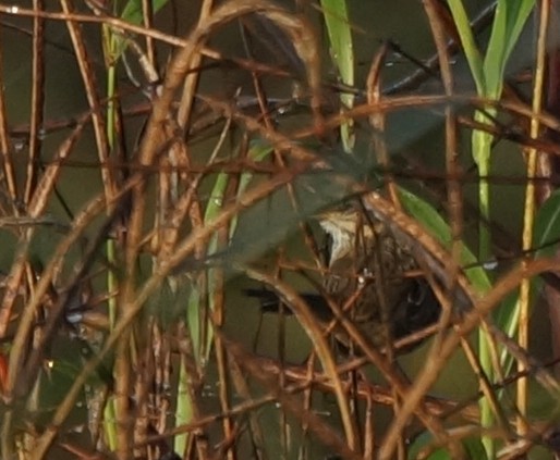 Lincoln's Sparrow - ML42508401