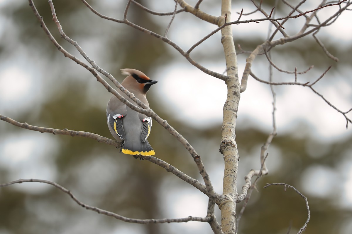 Bohemian Waxwing - ML425084181