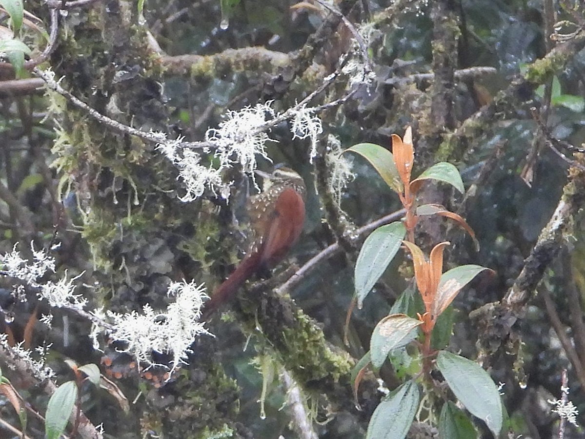 Pearled Treerunner - Barry Reed