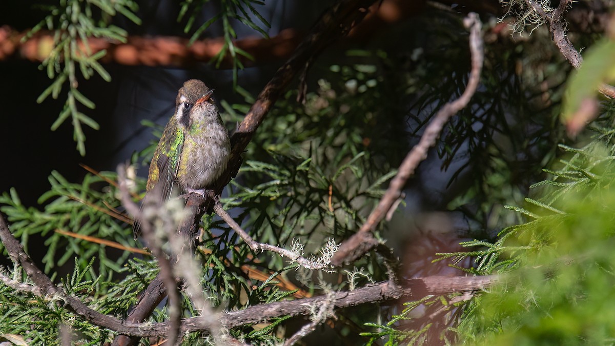 White-eared Hummingbird - Robert Tizard