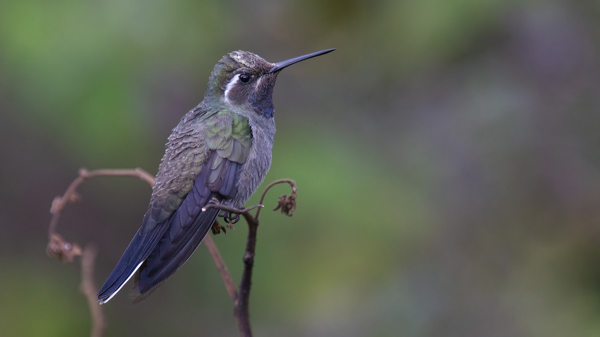 Blue-throated Mountain-gem - Robert Tizard