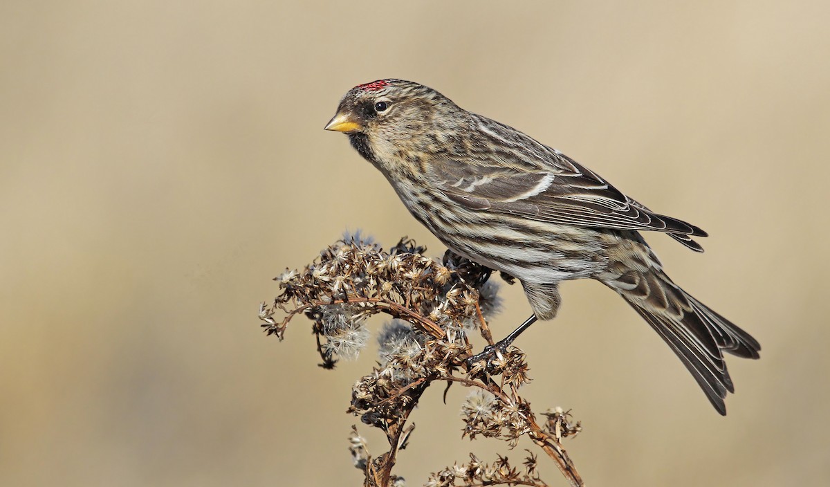 Redpoll (rostrata/islandica) - Ryan Schain