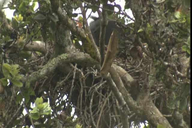 Hawaiian Crow - ML425088