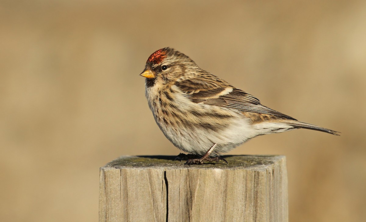 Redpoll (Common) - Ryan Schain