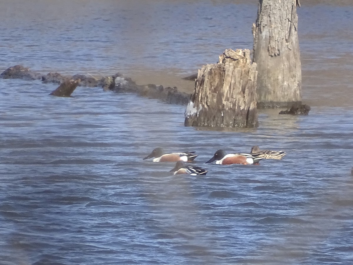 Northern Shoveler - ML425088701