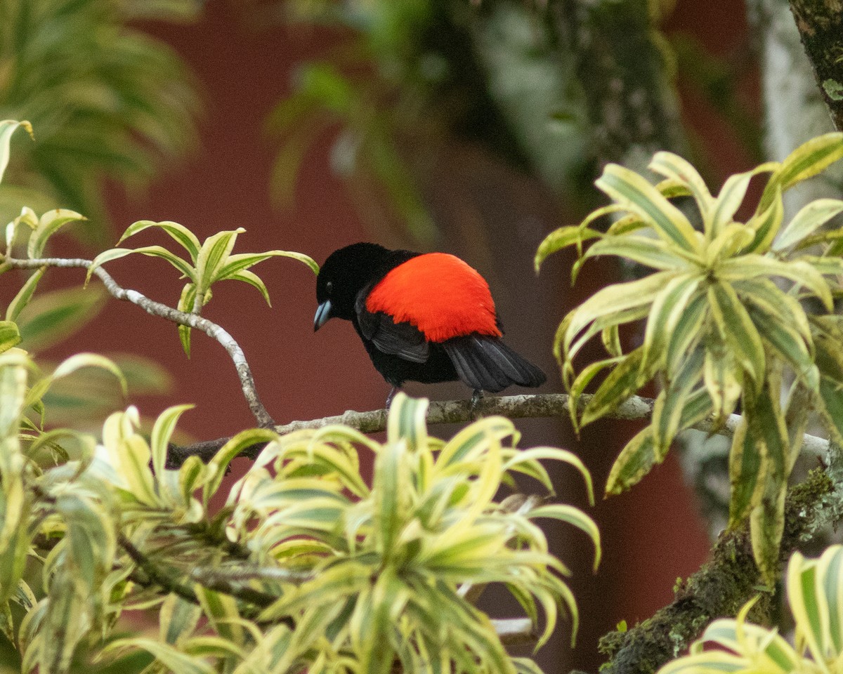 Scarlet-rumped Tanager - ML425090301