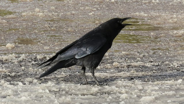 American Crow - ML425090991