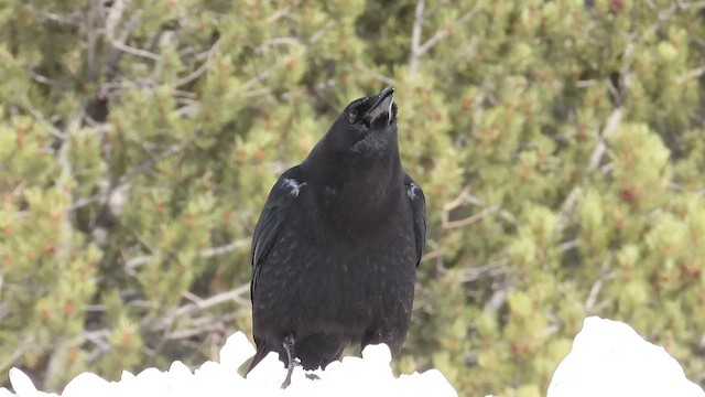 American Crow - ML425091131