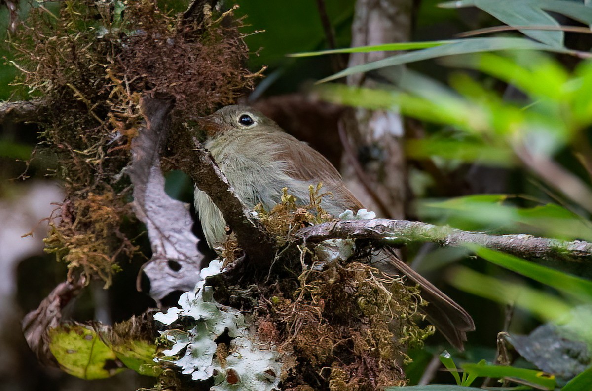 Unadorned Flycatcher - Chris Jones