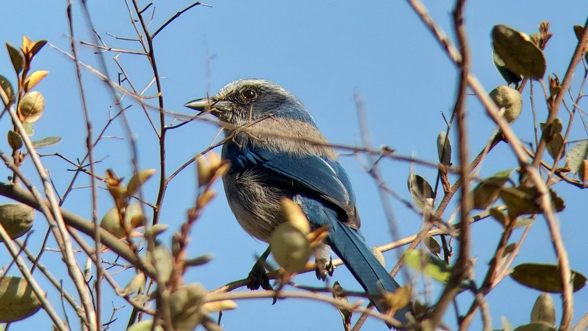 Florida Scrub-Jay - Travis Young