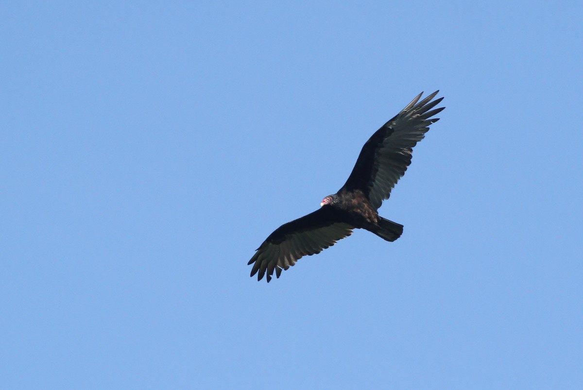 Turkey Vulture - Alex Lamoreaux