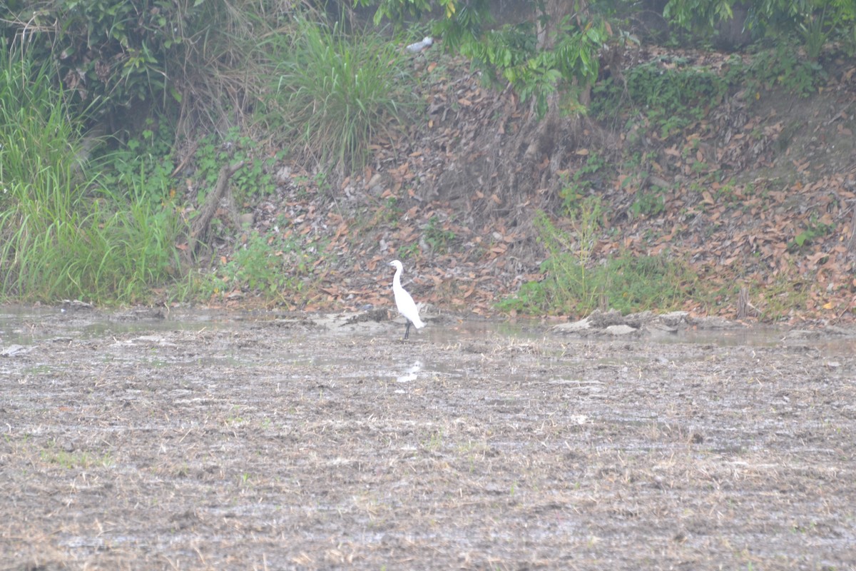 Little Egret - jason wu