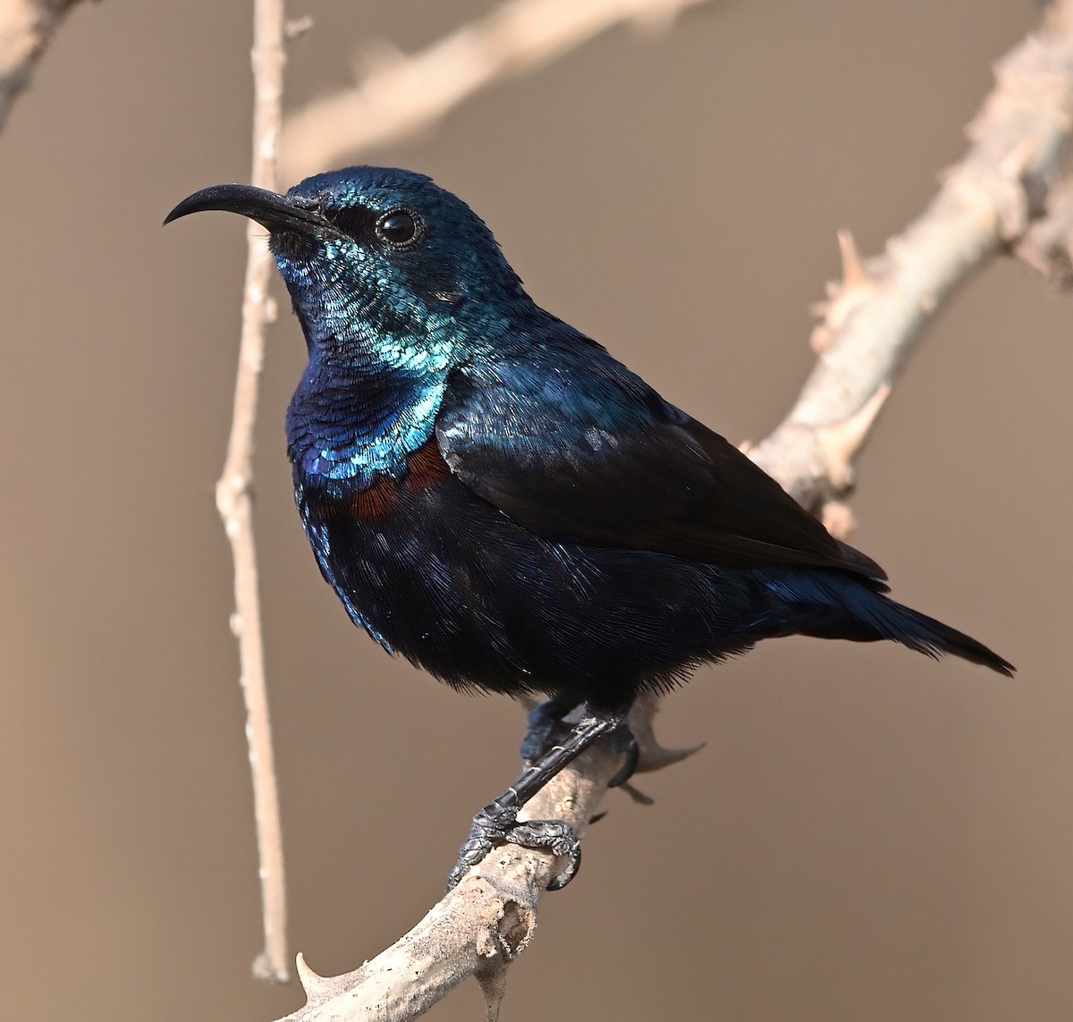 Purple Sunbird - ML425094201