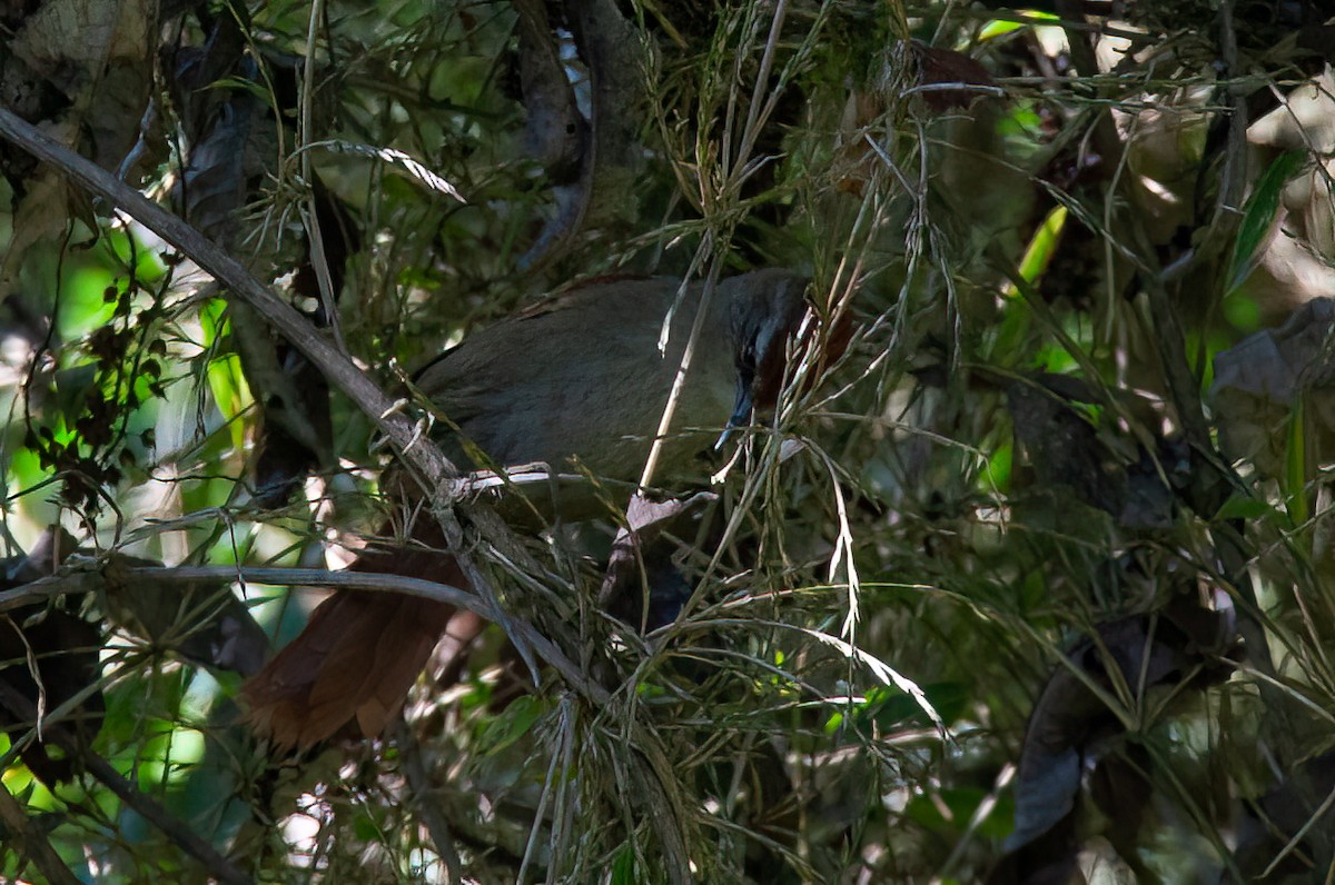 Marcapata Spinetail - ML425094661