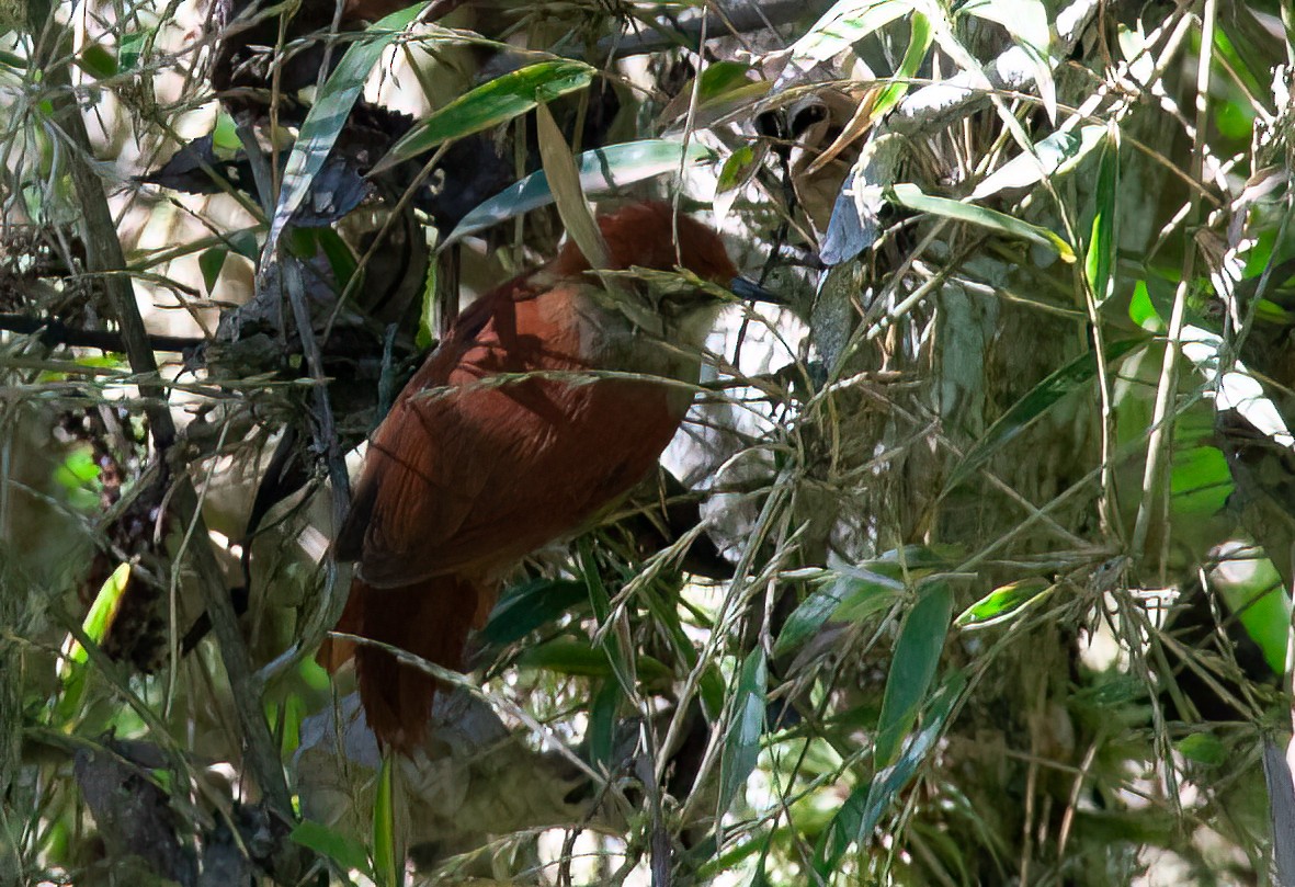 Marcapata Spinetail - ML425094681