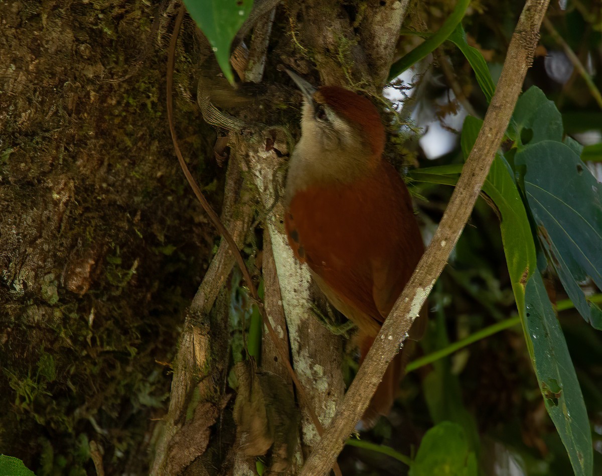 Marcapata Spinetail - ML425094721