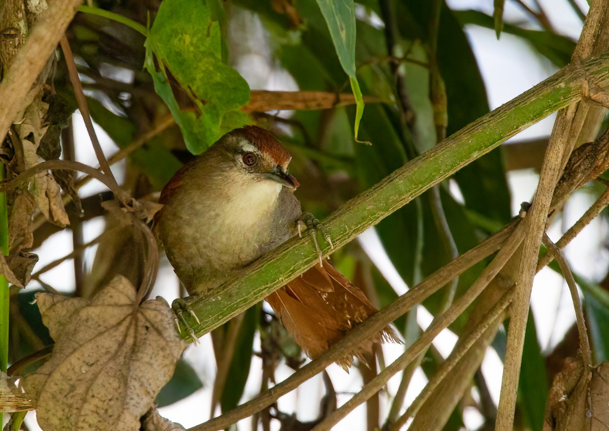 Marcapata Spinetail - ML425094741