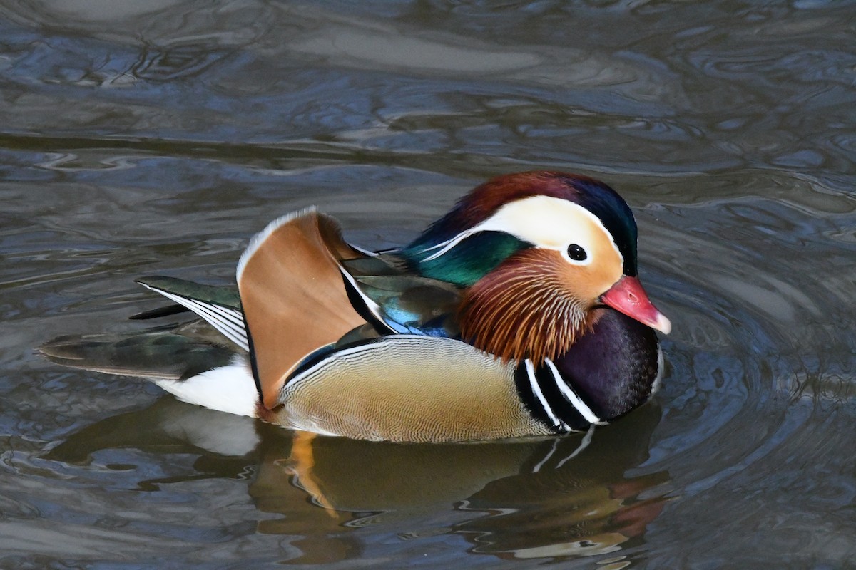 Mandarin Duck - ML425094941