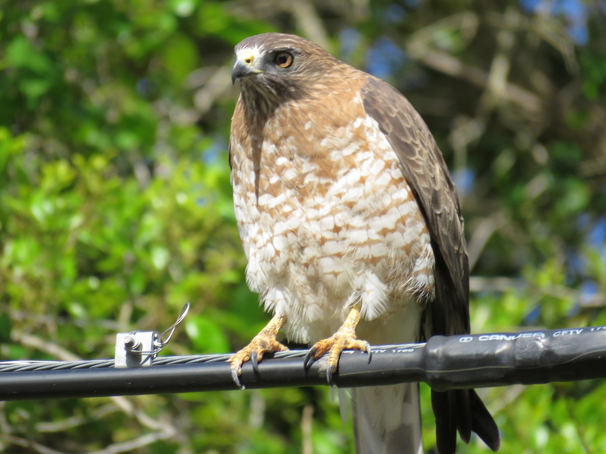 Breitflügelbussard - ML425095261