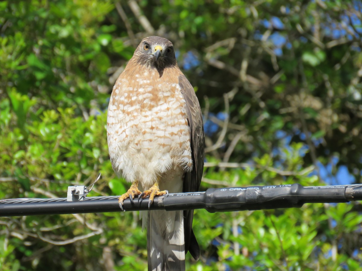 Breitflügelbussard - ML425095591