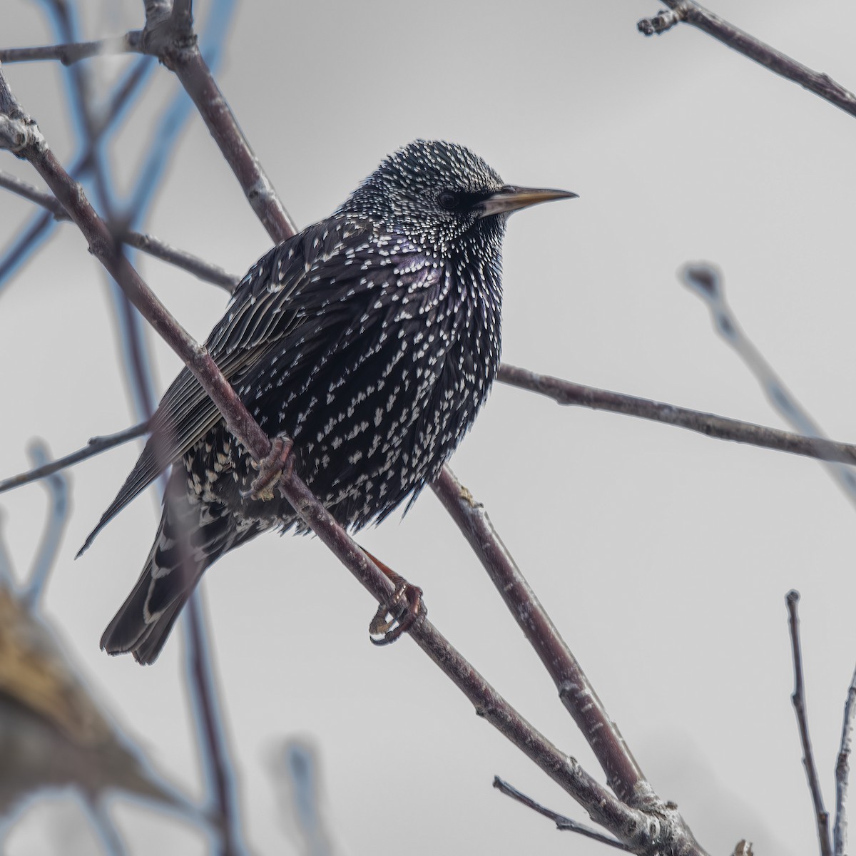 European Starling - ML425095981
