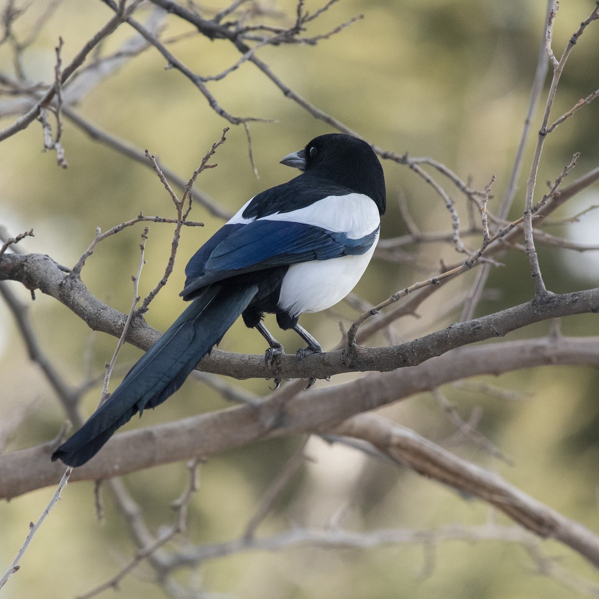 Eurasian Magpie - ML425096931