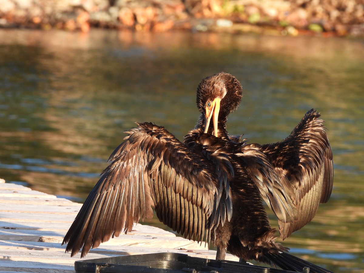 Cormoran à aigrettes - ML425098671