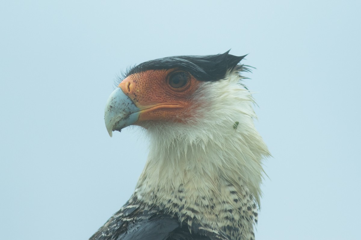 Crested Caracara - ML425099821