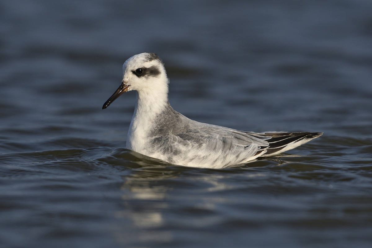 Red Phalarope - ML425099861