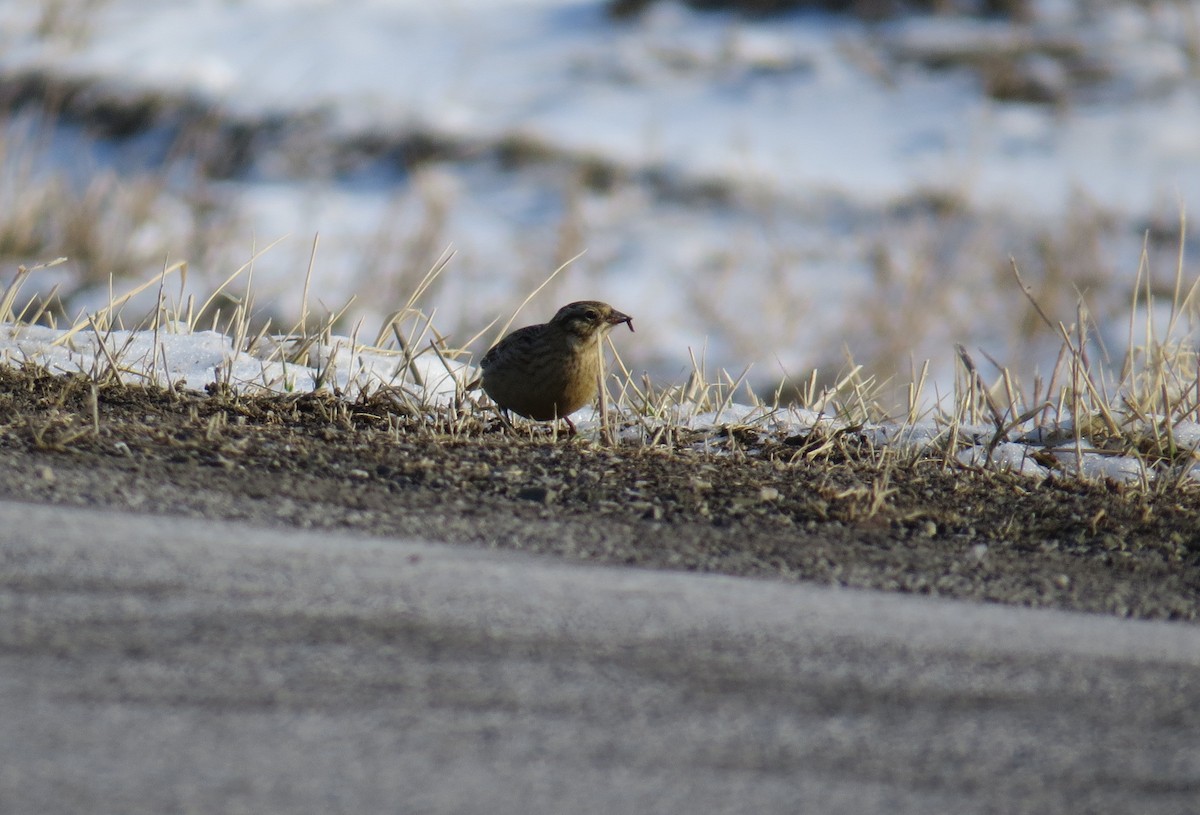 Smith's Longspur - ML425100411
