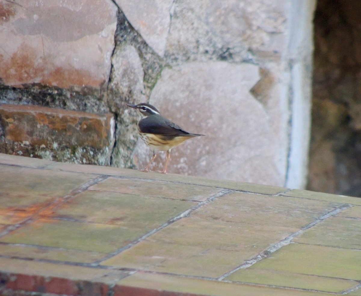 Louisiana Waterthrush - Jean Hampson