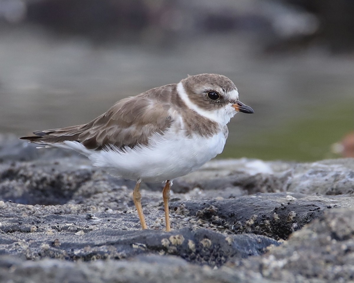 Semipalmated Plover - ML425101291
