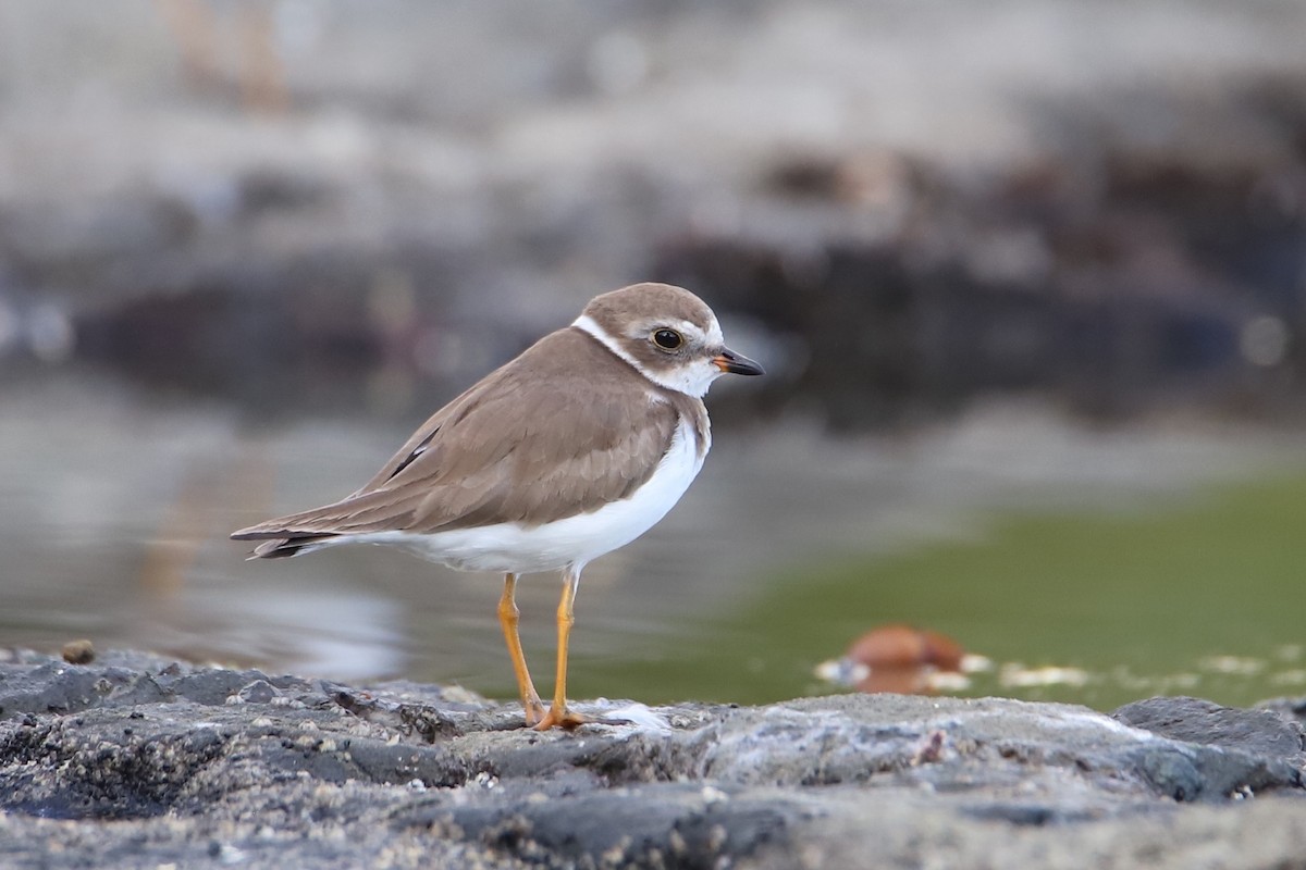 Semipalmated Plover - ML425101301