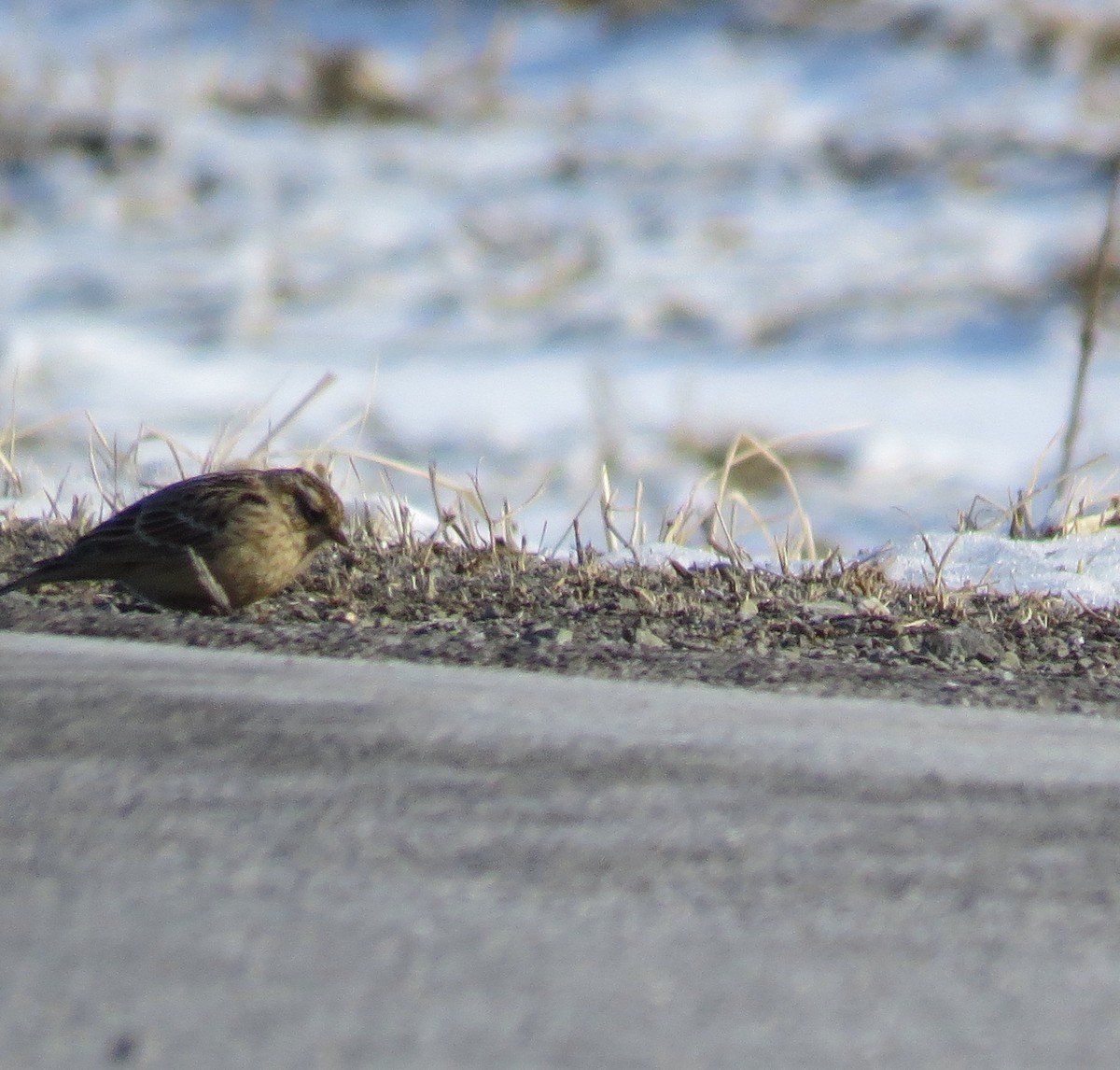 Smith's Longspur - ML425101471