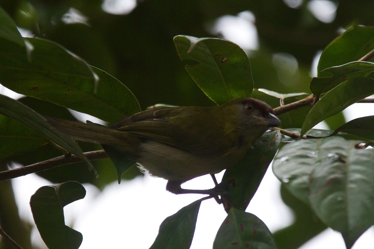 Black-billed Peppershrike - ML425101791