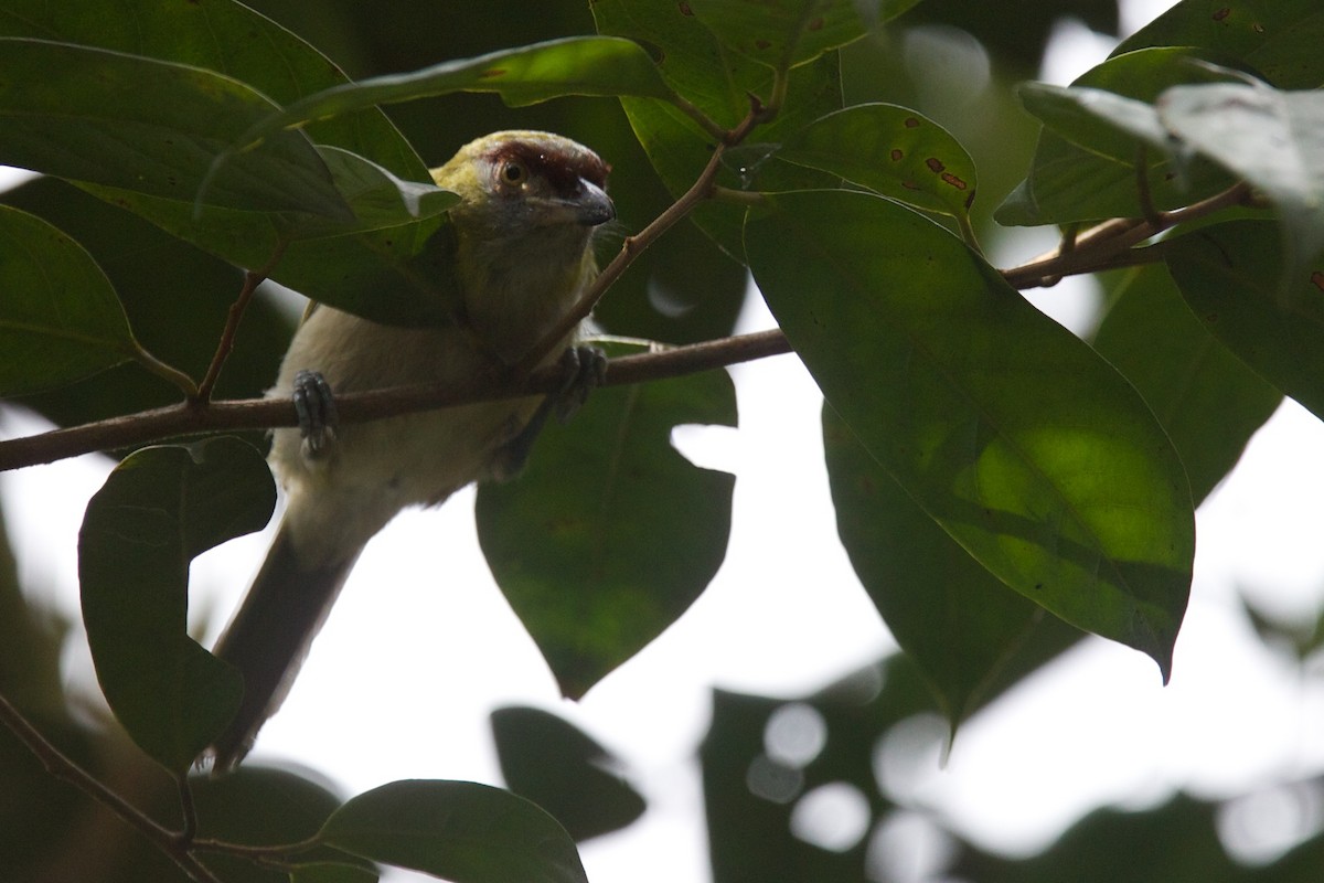 Black-billed Peppershrike - ML425101871
