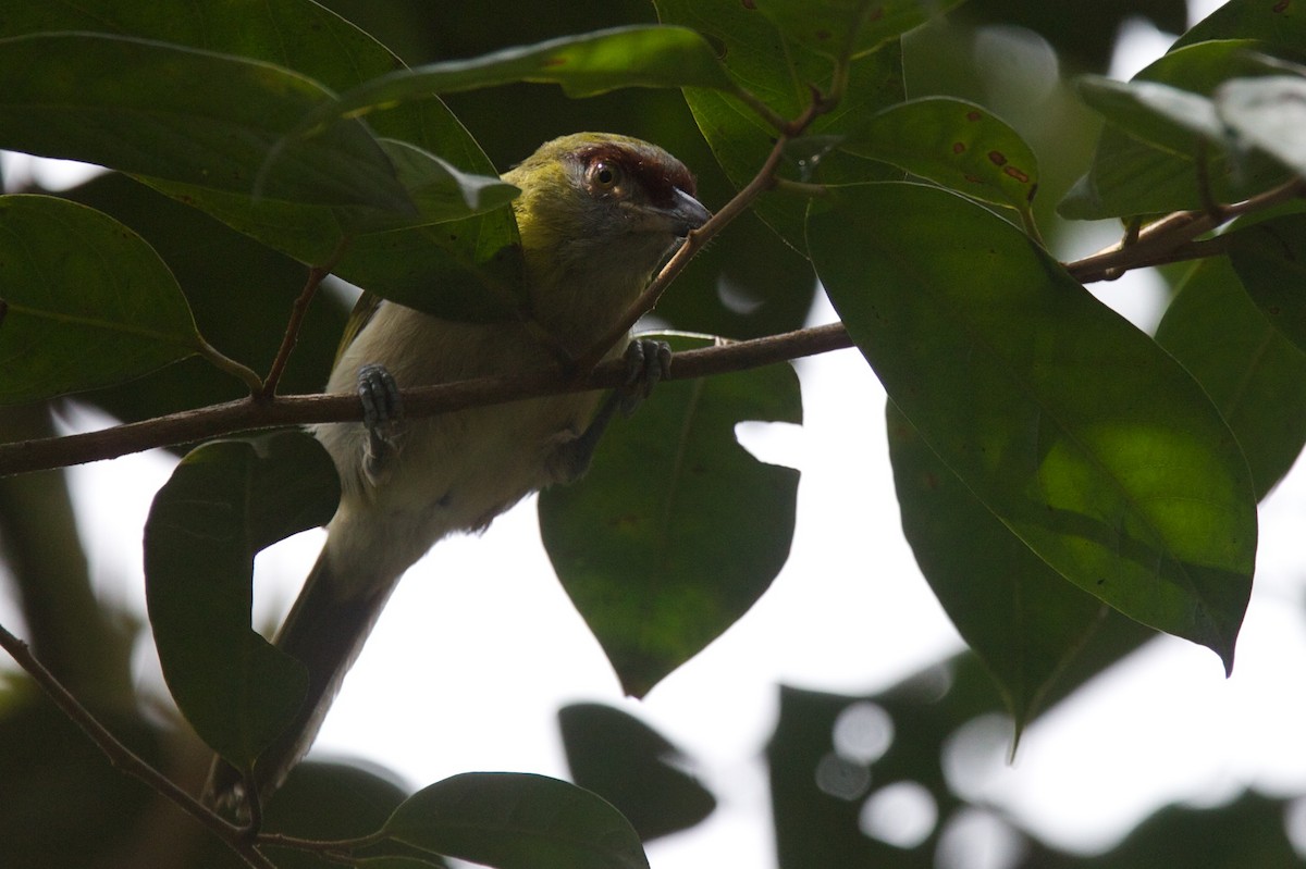 Black-billed Peppershrike - ML425101891