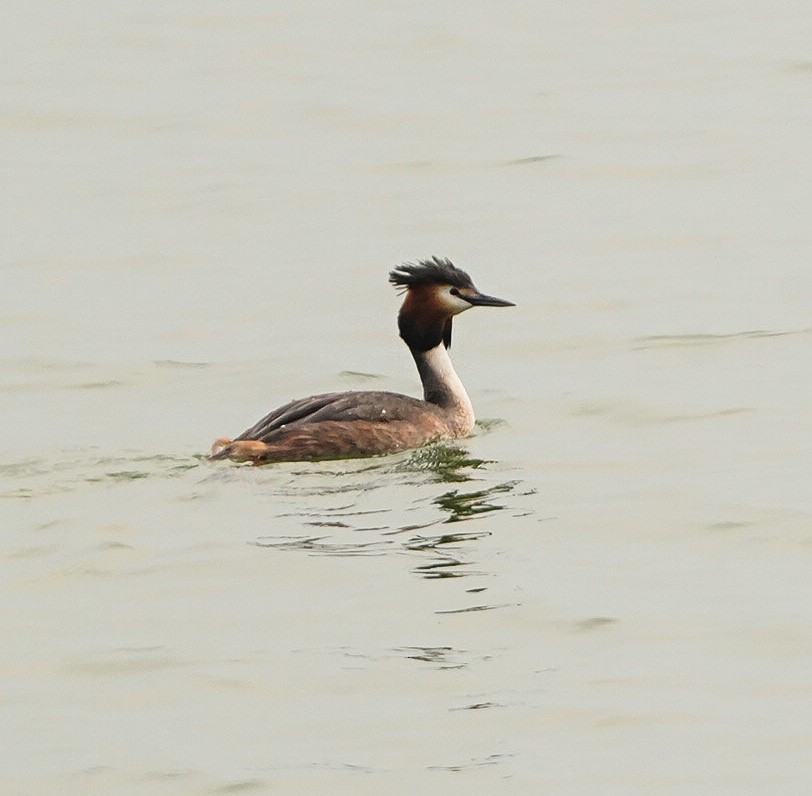 Great Crested Grebe - ML425102101